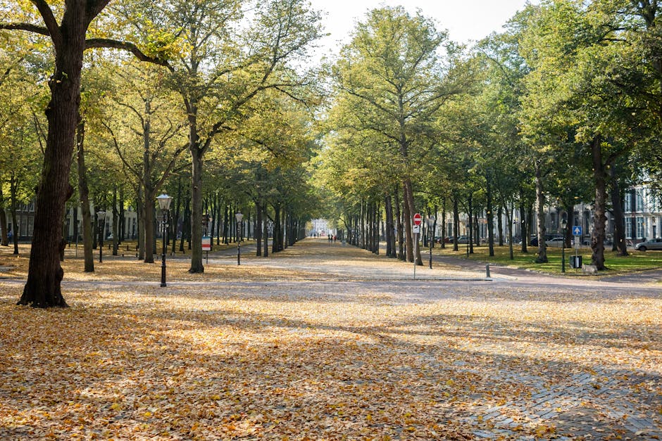 A broad, tree-lined pathway in an urban park during autumn, featuring tall deciduous trees with green and yellow foliage. The ground is covered with fallen leaves, creating a carpet of yellow and brown across the paved walkway. On both sides of the path, there are classic black lampposts evenly spaced, and low metal bollards near the edges. In the background, some buildings are partially visible behind the trees, indicating the park's location within a city environment. The scene is illuminated by soft daylight, with shadows cast by the trees and lampposts, evoking a quiet, peaceful atmosphere suitable for a leisurely walk or outdoor relaxation, which aligns with private waste management and clearing services in such settings, especially when considering the maintenance of urban green spaces or outdoor areas.