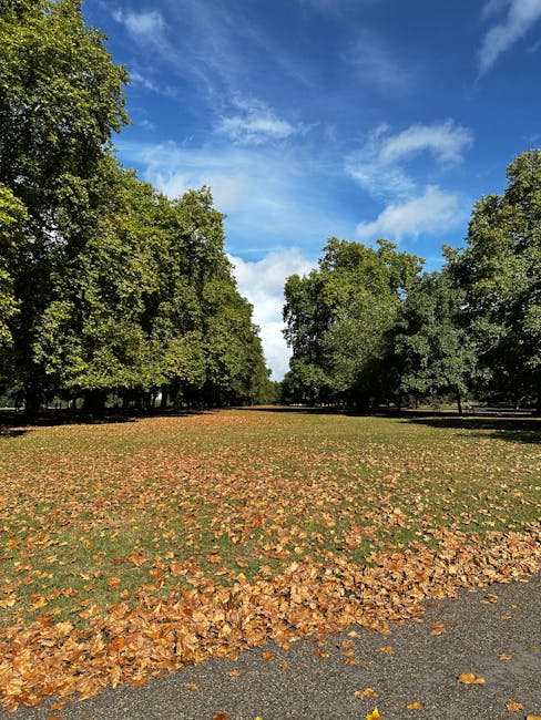 A wide walkway or open area within a park, bordered by rows of large deciduous trees with dense green foliage on both sides. The ground is covered with fallen autumn leaves in shades of orange, brown, and yellow, creating a decorative layer across the grassy surface. The sky overhead is bright with a few scattered clouds, and the lighting suggests a clear, sunny day. The scene appears peaceful and well-maintained, representative of a natural landscape typically associated with local green spaces. This setting could be used to illustrate the importance of clearing fallen leaves as part of regular rubbish or waste management, potentially handled through private waste clearance services such as Waste Clearance Holland Park, to maintain park aesthetics and safety.